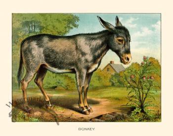 CP 09 Donkey